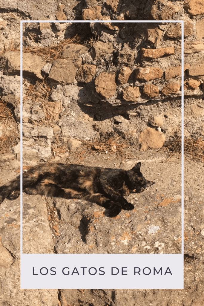 gatos de roma