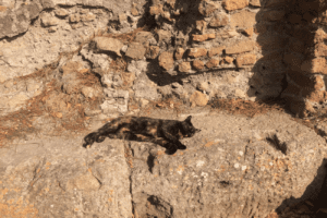 gatos de roma